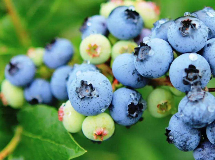 蓝莓到蓝莓干其营养价值有变化吗(图1)