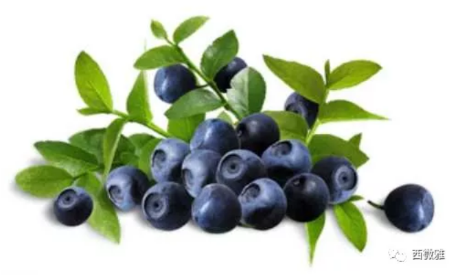 珍贵的果脯-蓝莓干(图5)